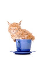 Kitten Is Sitting In A Big Mug