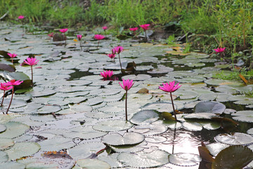 Canvas Print - Beautiful Lotus in pond