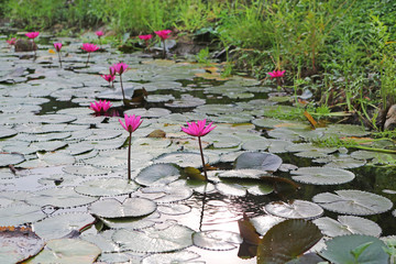 Canvas Print - Beautiful Lotus in pond