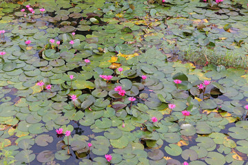 Canvas Print - Beautiful Pink waterlily or lotus flower in the pond ,Thailand.