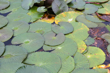 Canvas Print - The lotus pond. There are a lot of lotus leaves