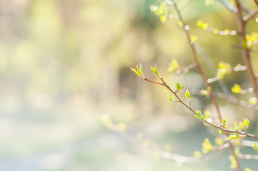 the small branch with leaves