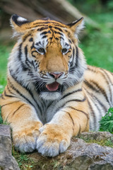 Young bengal tiger lying on the grass and shows his paws