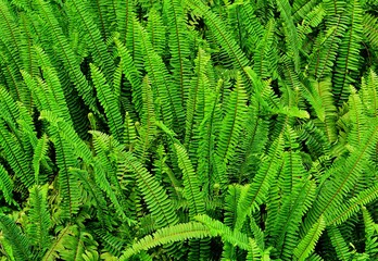 Green ferns are growing beautifully for back ground .