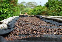 Coffee Cherries Lying To Dry On Bamboo Raised Beds In Boquete, Panama 1/3