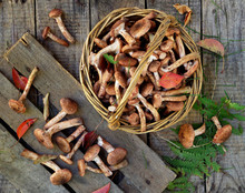 Mushrooms Honey Agarics In Basket On Wooden Background. Top View