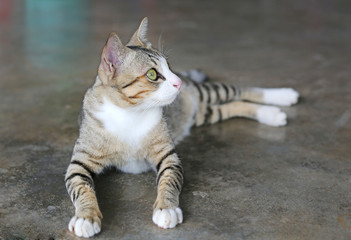 Wall Mural - Striped cat lying on cement ground