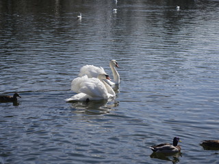 Wall Mural - swimming swan