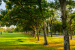 © themorningglory - Park sunset with light shade on the tree