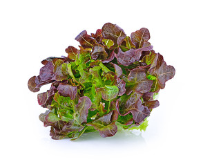 green oak lettuce  isolated on white