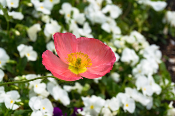 Wall Mural - Bright pink oriental poppy flower on flowerbed