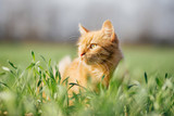 Fototapeta Koty - Cat in the Green Grass. Fluffy Red Cat with Yellow Eyes