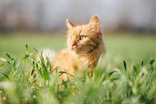 Cat In The Green Grass. Fluffy Red Cat With Yellow Eyes