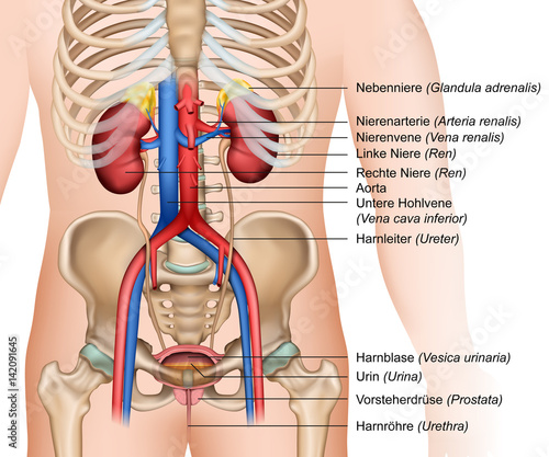 Anatomie Nieren Und Harnapparat Mit Beschreibung Vector Illustration Sticker Bilderzwerg