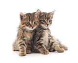 Fototapeta Koty - Two little kittens.