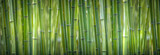 bamboo wide pano