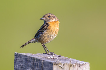 Sticker - Female European stonechat looking backward