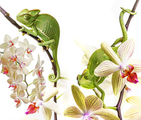 Wall Mural - chameleons on an orchids