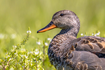 Poster - Portrait of Male Gadwall in grassland