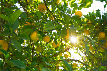 Valencia Lemon Tree At Turia Park Gardens
