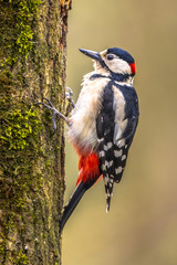 Canvas Print - Woodpecker in vertical position