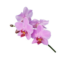 Pink White Orchids (Latin Orchidaceae)