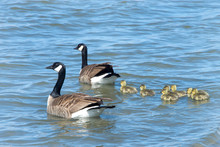 Mother And Father Canada Geese Leading Goslings Into The Water Away From Danger.