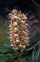 Wall Mural - Ginger flower on green forest background