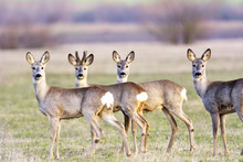 Troop Of Roe Deer