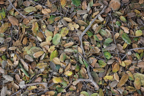 фотография Leaves and twigs on ground background texture