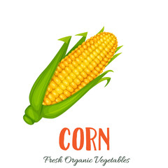 Wall Mural - Vector corn vegetable