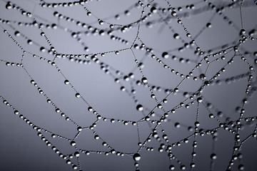 Wall Mural - spider web