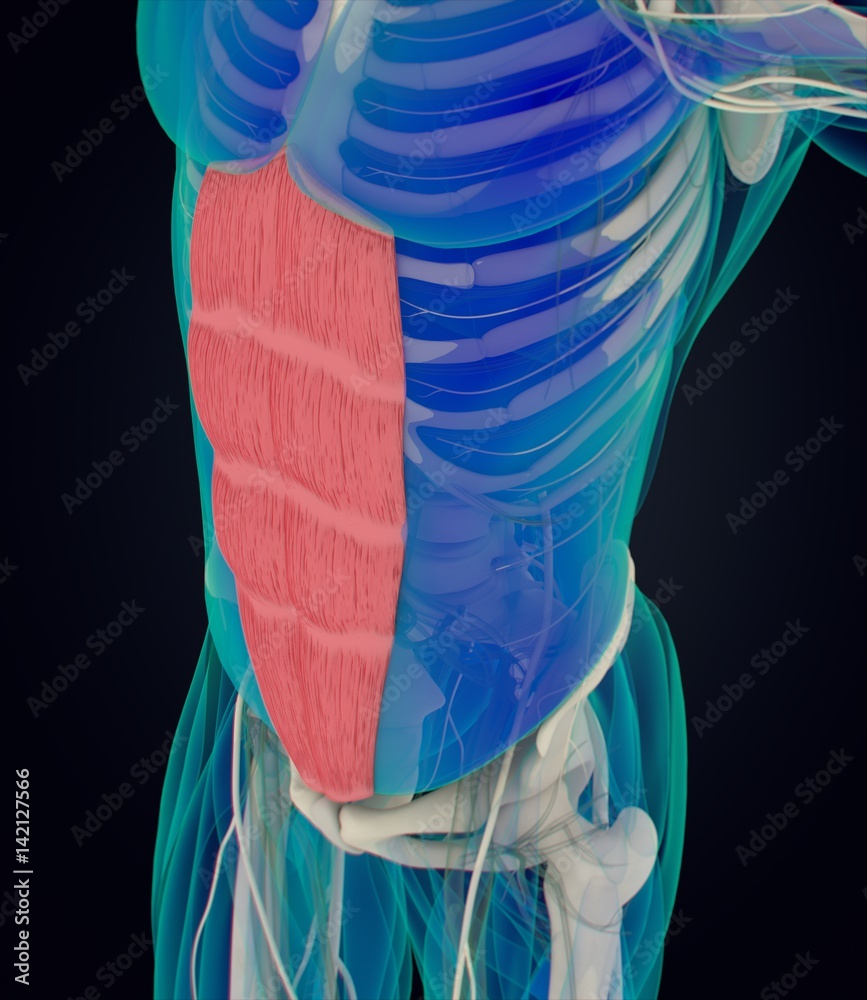 Rectus Abdominus, stomach muscles, human anatomy. 3d illustration ...
