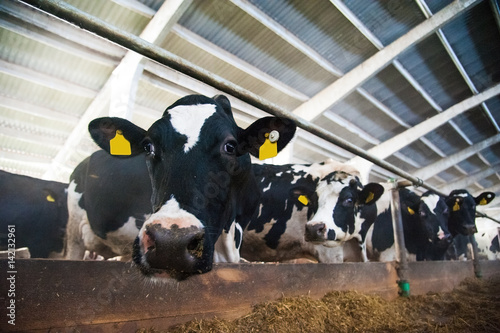 Fotografía Cows in a farm. Dairy cows