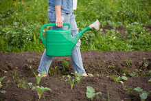 Woman Watering Plants In Garden. Girl With Green Watering Can. Gardening And Agriculture Concept.