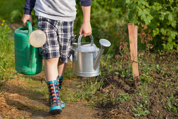 Kid boy carrying two big heavy watering cans with water. Child helping parents in the garden. Watering plants in the vegetable garden. Summer activities in the garden.