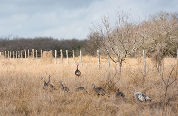 a rafter of turkeys heading into the woods near baffin bay, texas.