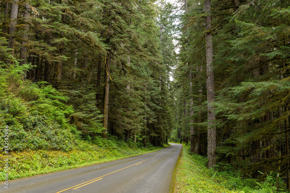 クロード・モネ、Road in the Forest of Fontainebl Road in a Forest Fontainebleau, 1864 - Claude Monet