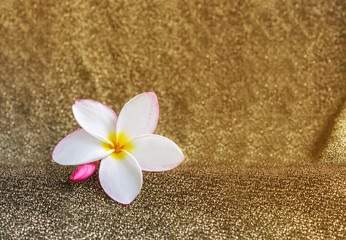 Wall Mural - Pink flower frangipani in white on bokeh background