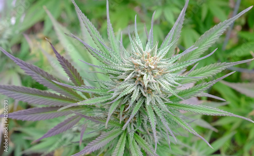 Plakat Cannabis in flower (Bud)