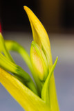 Fototapeta Tulipany - Bud of Hippeastrum johnsonii Bury flowers
