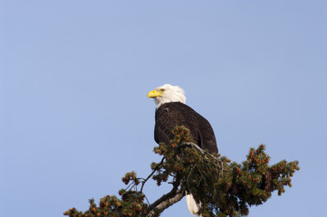 bald eagle perched on coniferous tree