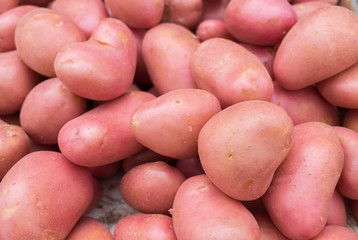 The new harvest red potatoes at local farm market