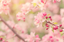 Flowering Tree Branches With Pink Flowers In Sunlight 