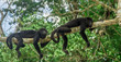 monkeys sitting on a tree in the rainforest by Tikal - Guatemala