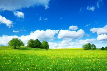 field with yellow dandelions and blue sky