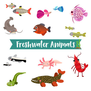Freshwater Animals cartoon on white background, Vector illustration.