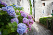  Pink, blue hydrangea flowers are blooming in spring and summer at sunset in town garden.