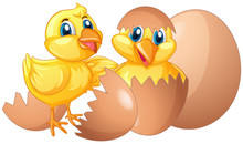 Two Little Chicks Hatching Eggs