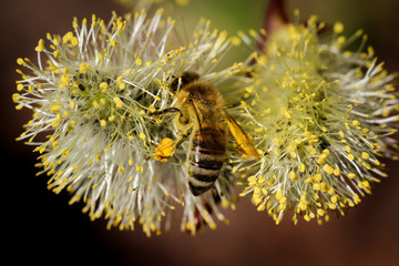 Wall Mural - Biene bestäubt Weidenkätzchen, Natur, Insekten 